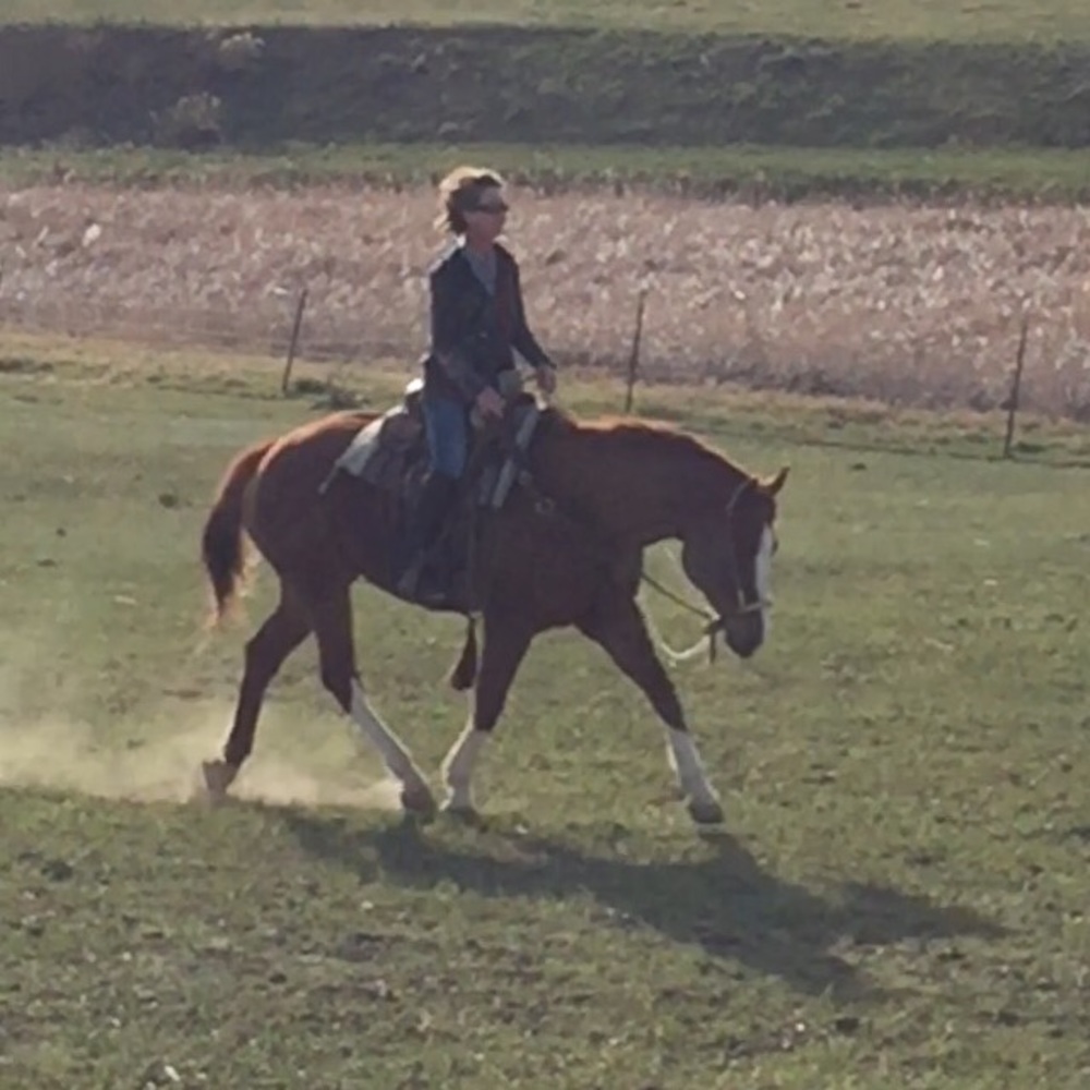 1 criminal chestnut horse